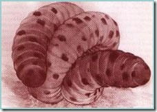 larva-mongolia