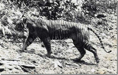 tigre-de-javan