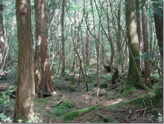 floresta-aokigahara