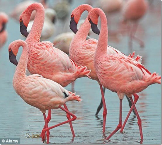 flamingos-rosa