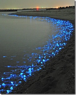luzes-azuis-japao