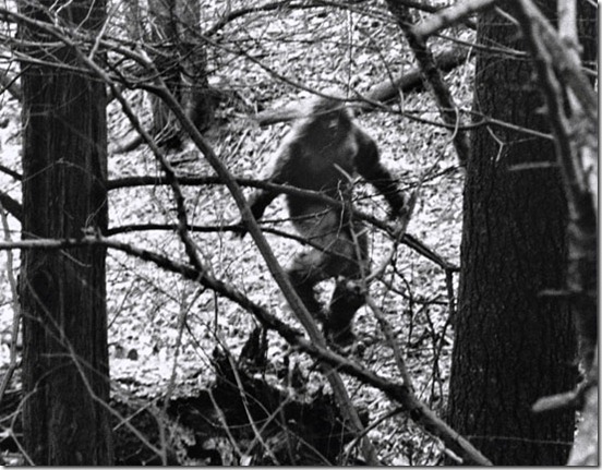 Bigfoot in Forest
