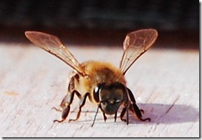 abelha-mordida