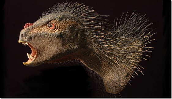 A Heterodontosaurus flesh model after skin, scales and quills were added to a cast of the skull of the best known heterodontosaurid from South Africa.