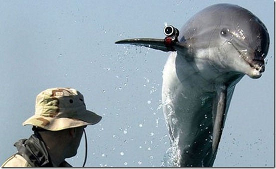 golfinhos-guerra
