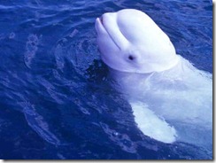 noc-baleia