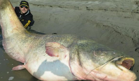 Peixe-Gato de 127 kilos