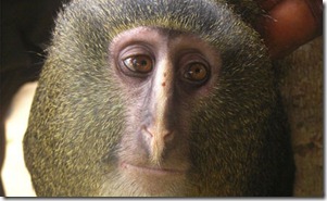 macaco-nova-especie