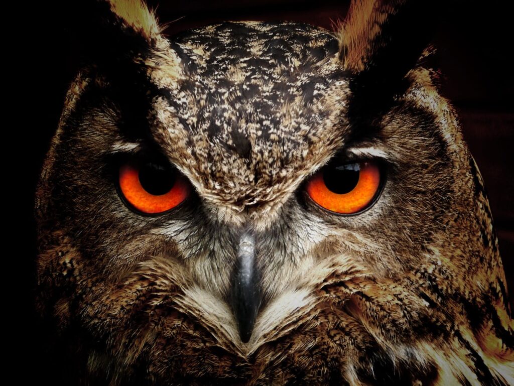 brown and black owl staring